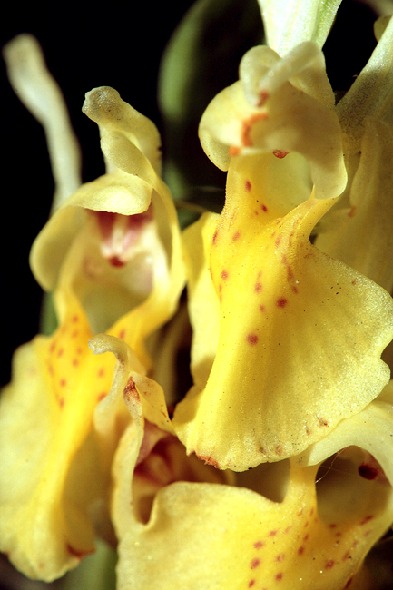 Orchidee della Majella
